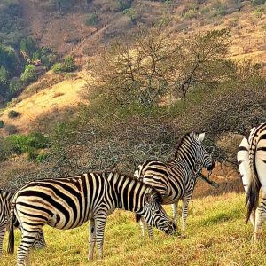 Zebras in Both's Hill, South Africa